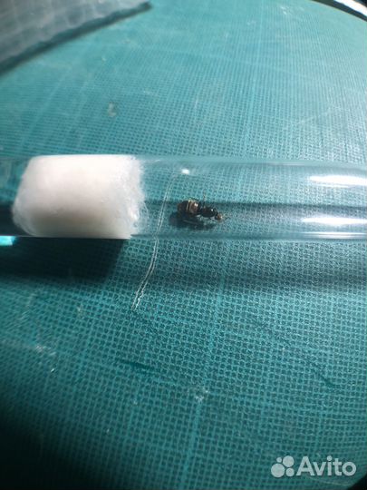 Муравьи lasius niger