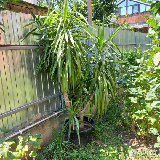 Пальма юкка