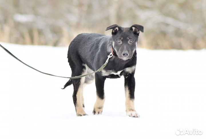 Добрейший щенок Бим ищет дом