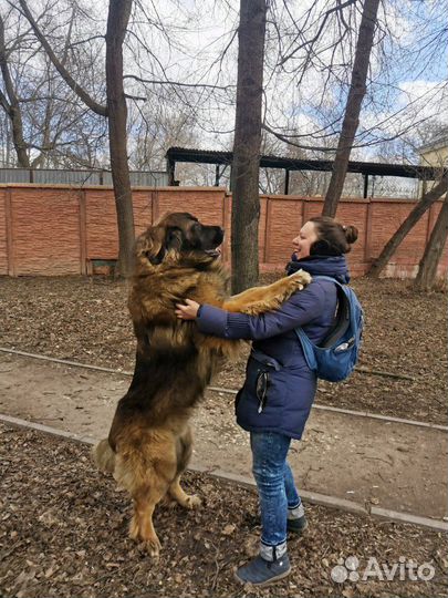 Выгул и передержка собак