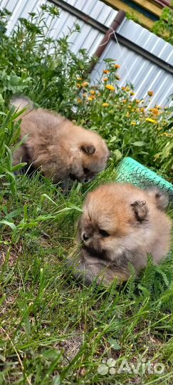 Померанский шпиц мини