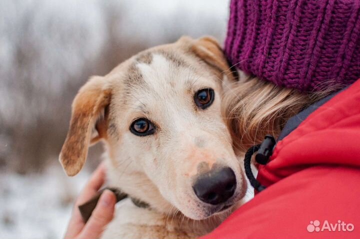 Собака из приюта в добрые руки бесплатно