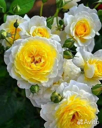 Роза жозель плетистая