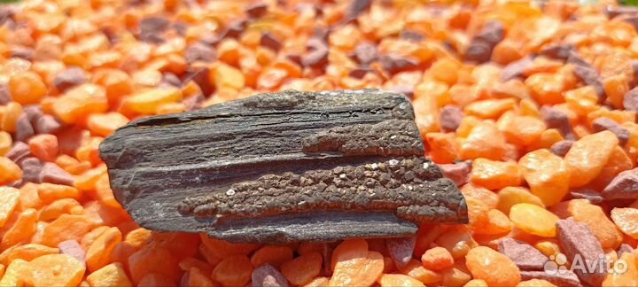 Окаменелости