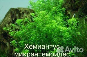 Аквариумные растения