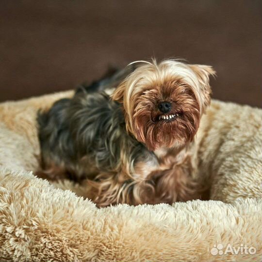 Зоогостиница. Передержка кошек и собак официально