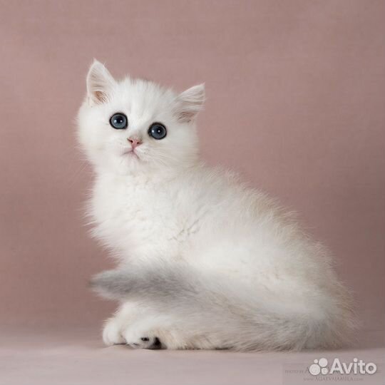 Серебристые британские шиншиллы