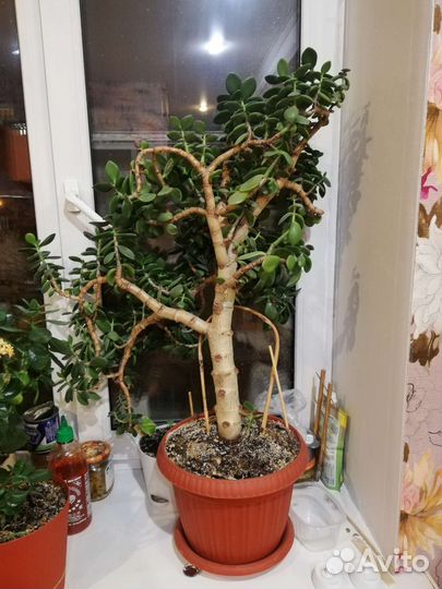 Толстянка, денежное дерево