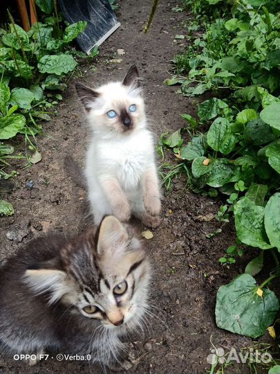 Кошка в дар