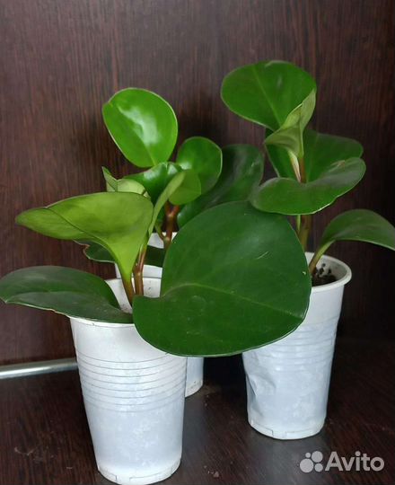 Спатифиллум, сингониум,замиокулькас,драцена,манки