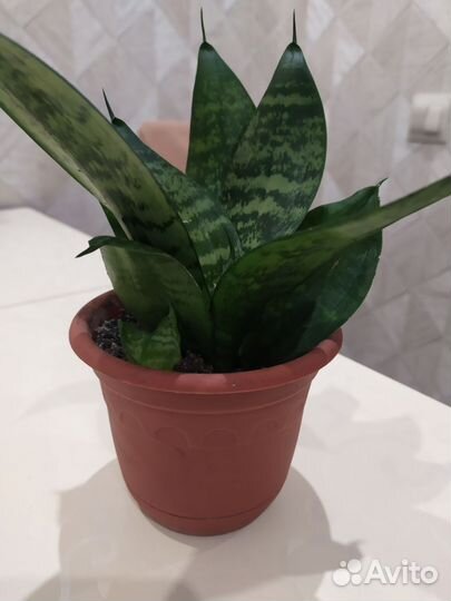 Сансевиерия