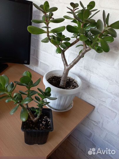 Крассула толстянка(денежное дерево)