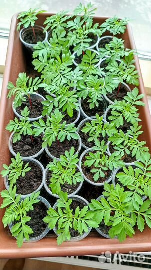 Бархатцы в садик