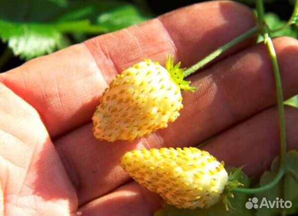 Земляника желтая