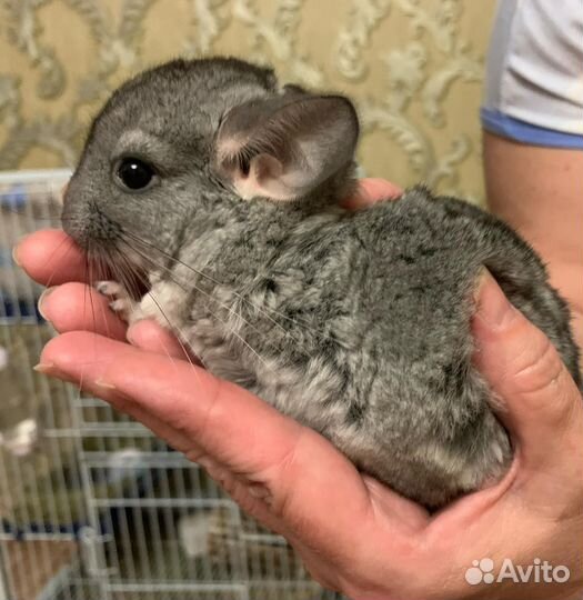 Шиншилла