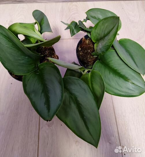 Сциндапсус мунлайт