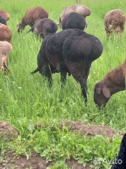 Курдючные бараны