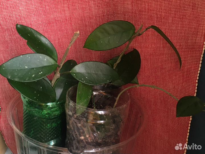 Хойя карноза