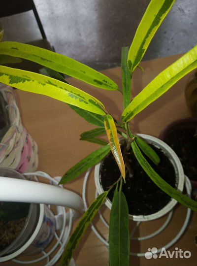 Комнатные растения цветы