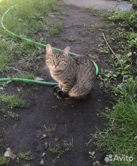 Кошка серая