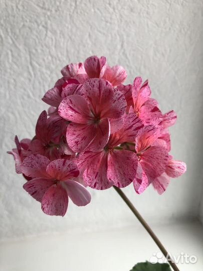 Пеларгония герань