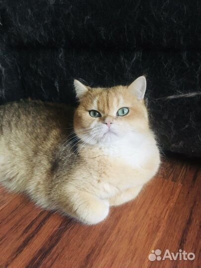 Отдам котов и кошек в добрые руки