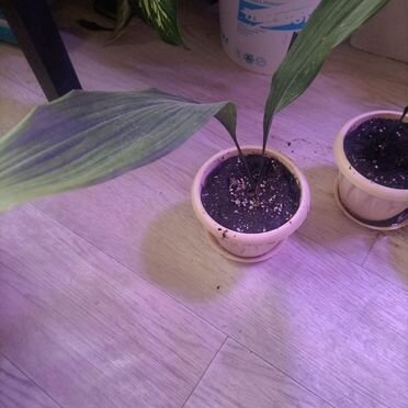 Аспидистра