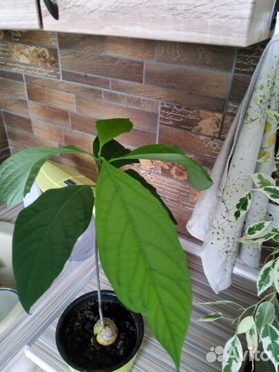 Авокадо дерево