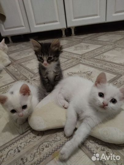 Котята в добрые руки
