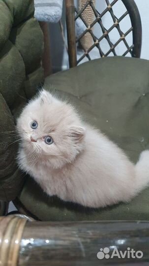 Британская фавновая девочка