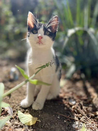 Отдам котенка