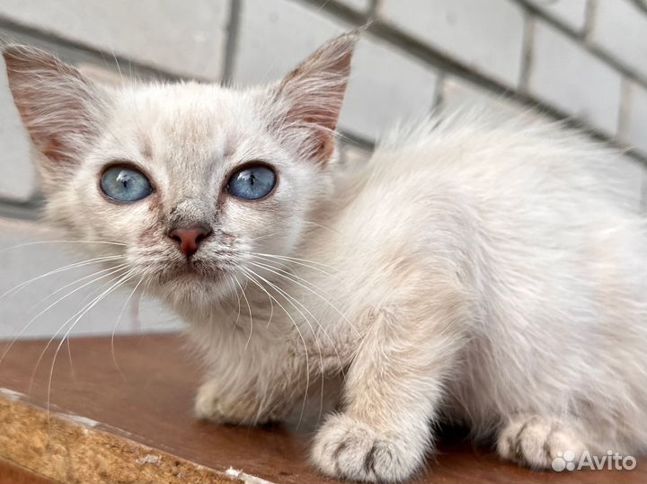 Кошечка в добрые руки