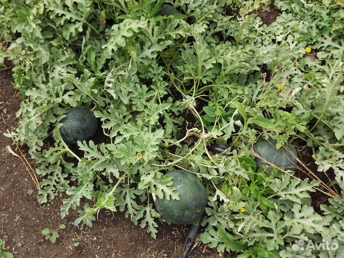 Дыня, арбуз семена