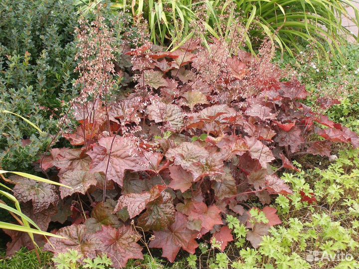 Гейхеры,морозники,бузульник