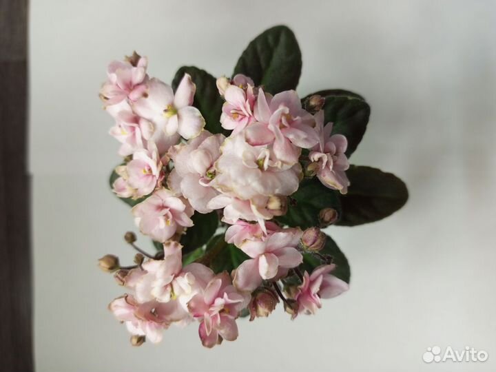 Сортовые фиалки мини