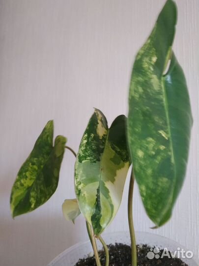Филодендрон Бурле Макс вариегатный