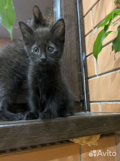 Котят отдам в добрые руки