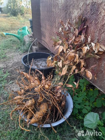 Пион марьин корень