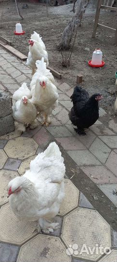 Брама белая