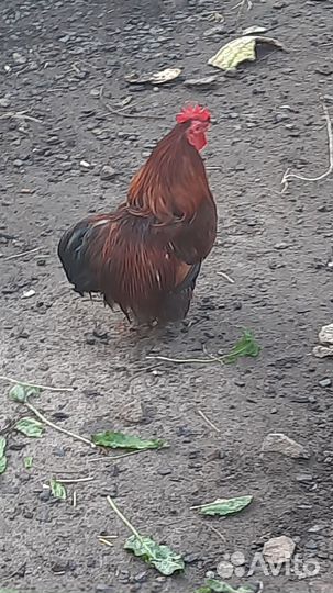 Куры петухи