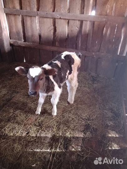 Продается телочка