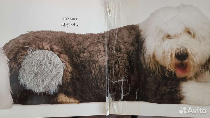 Гав. Книга-игрушка, Мэтью Ван Флит