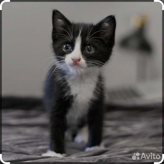 Котенок в добрые руки