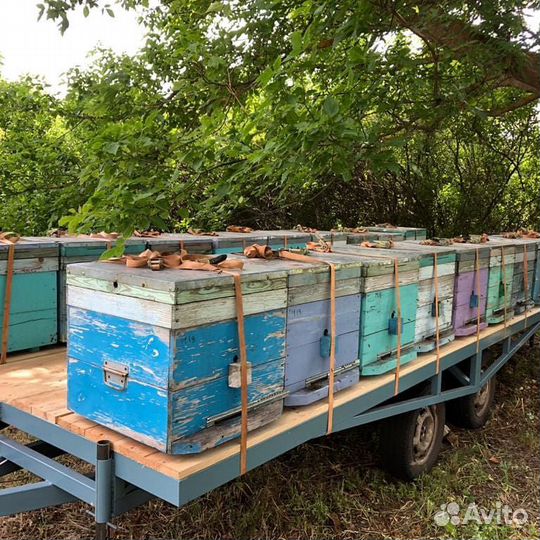 Пыльца пчелиная май 2023 г, перга