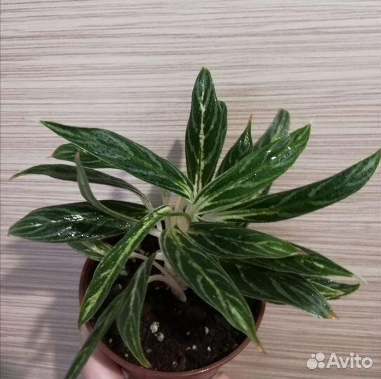 Комнатные цветы для Вас и Ваших близких