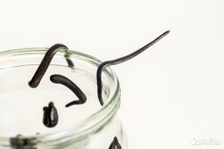 Пиявки медицинские в Москве и области