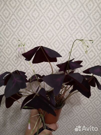 Кислица оксалис