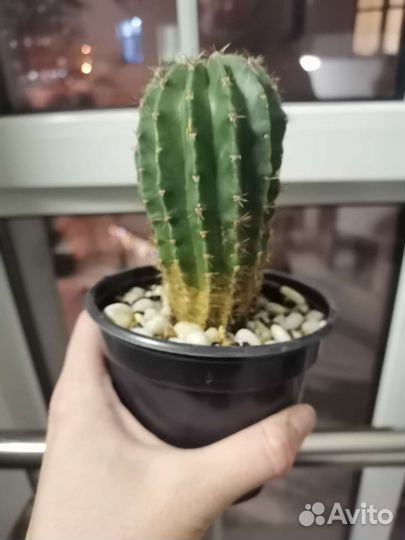 Кактусы и суккуленты