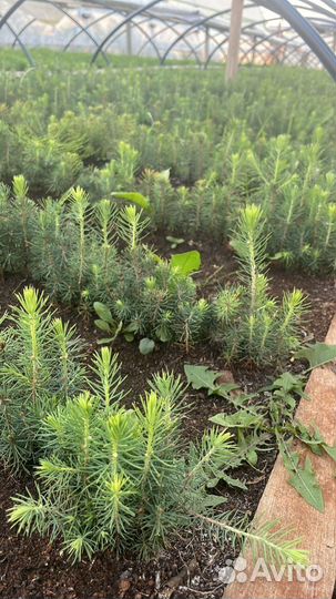 Саженцы сосны зкс