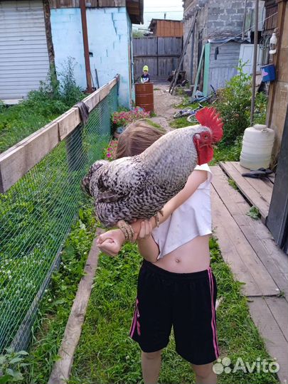 Петух
